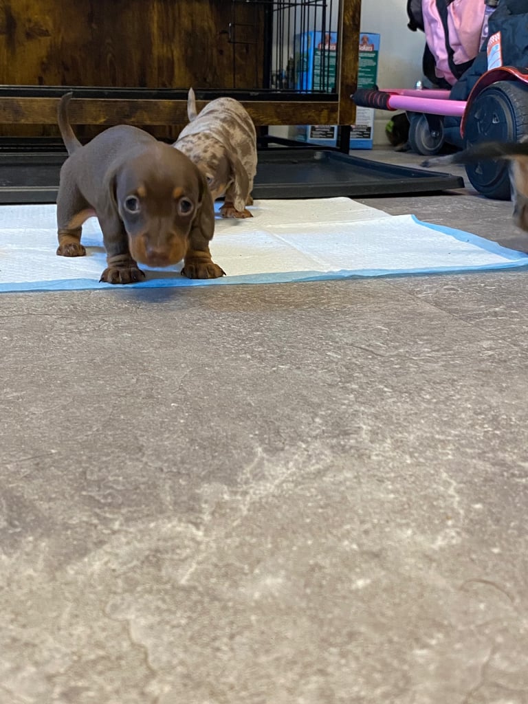 Pedigree miniature dachshund