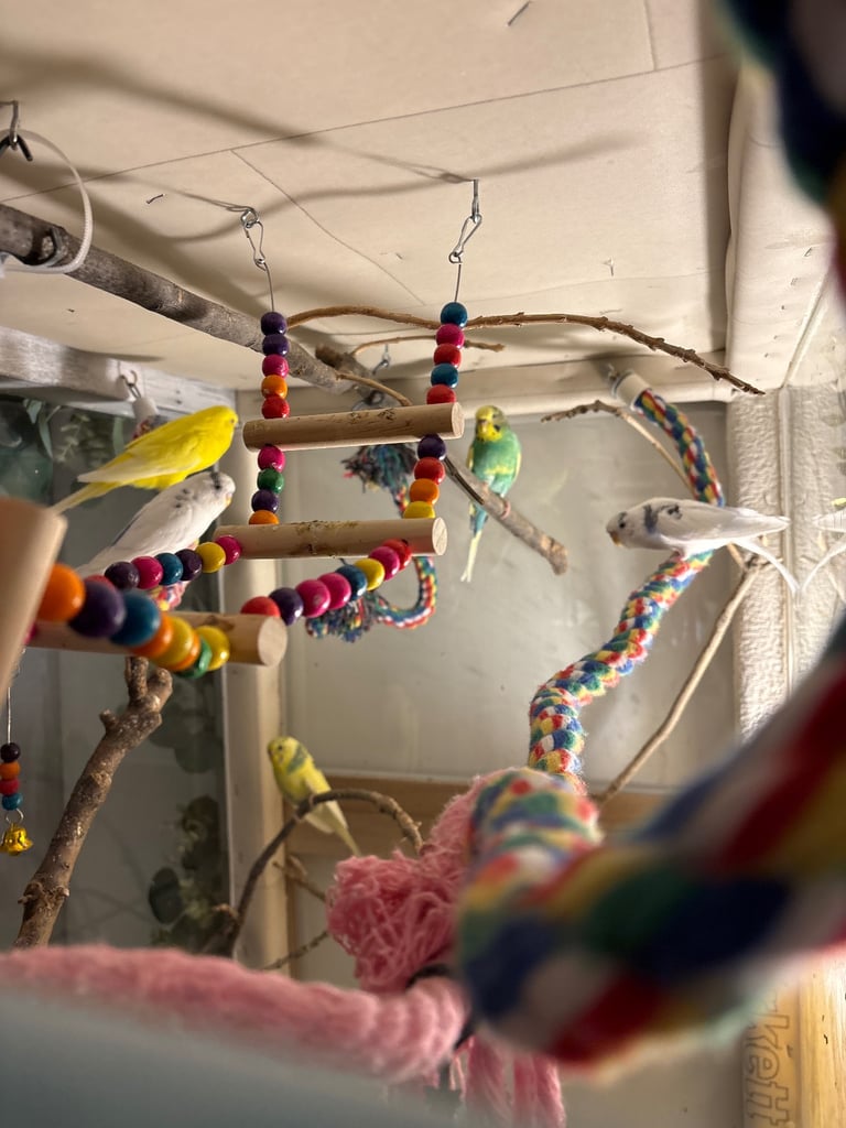 image for Budgies And/Or Aviary Cage for SALE