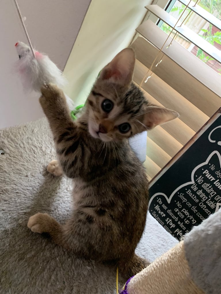 3 beautiful bengal kittens 10 weeks old 