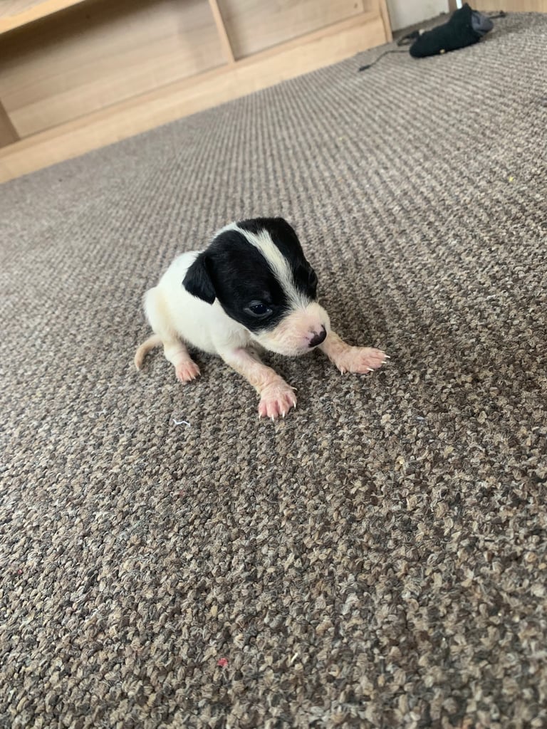 Jack Russell puppy’s 
