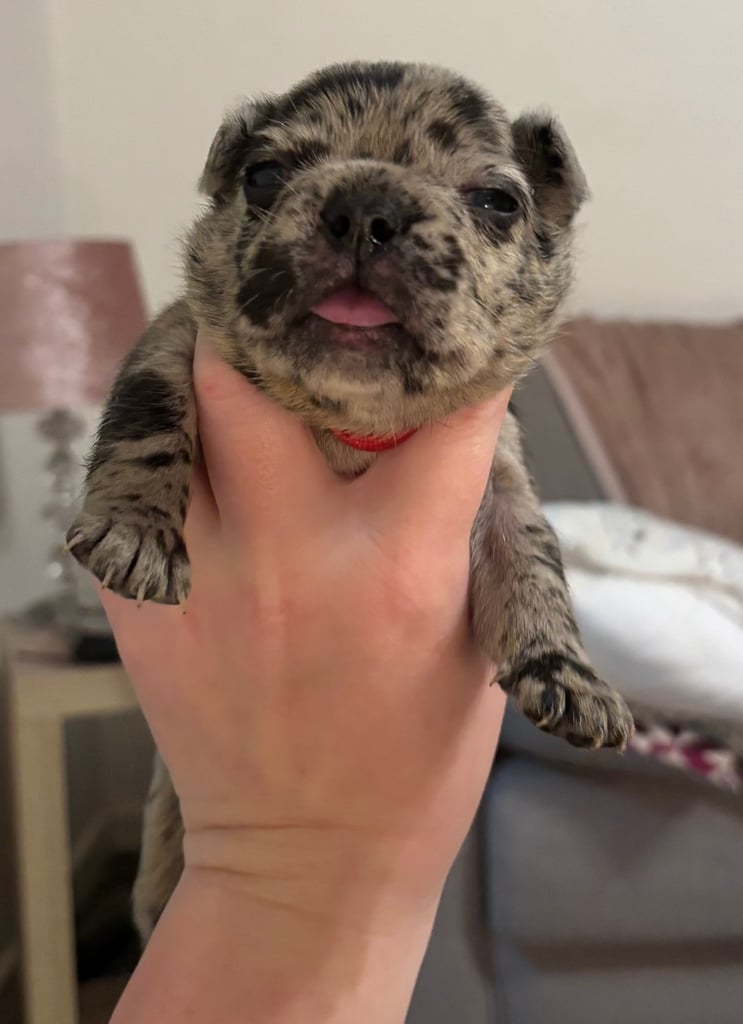 French bulldog puppies 