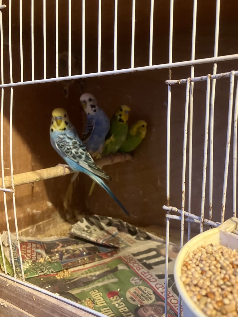 image for Budgies for sale