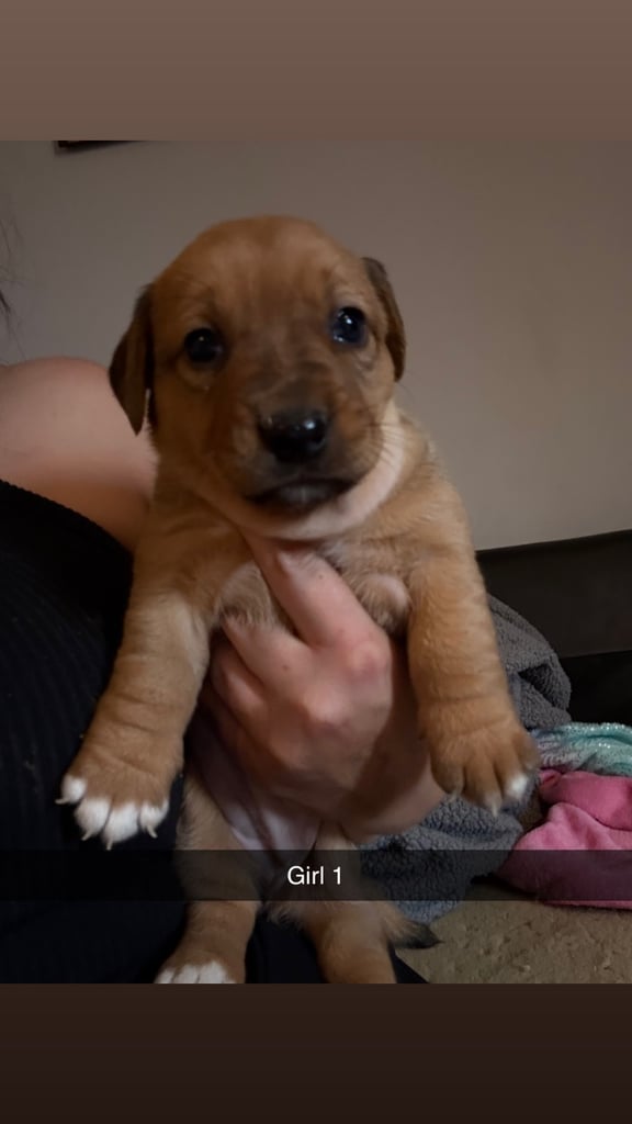 Saluki cross Rottweiler puppies 
