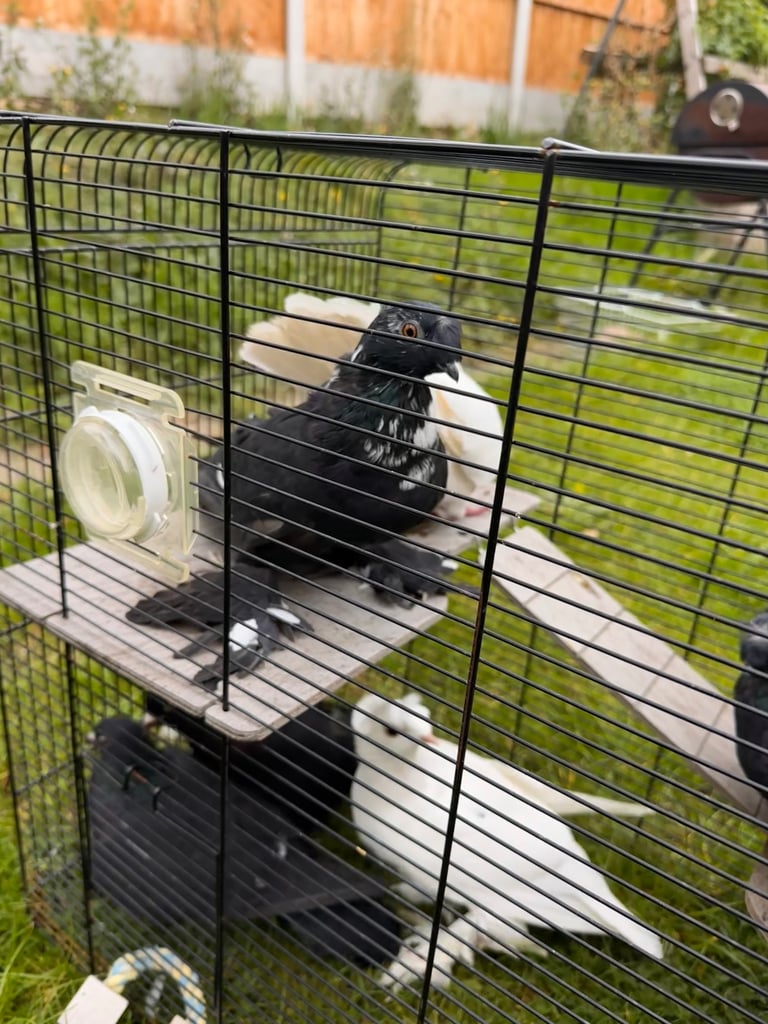 Beautiful Pigeons 