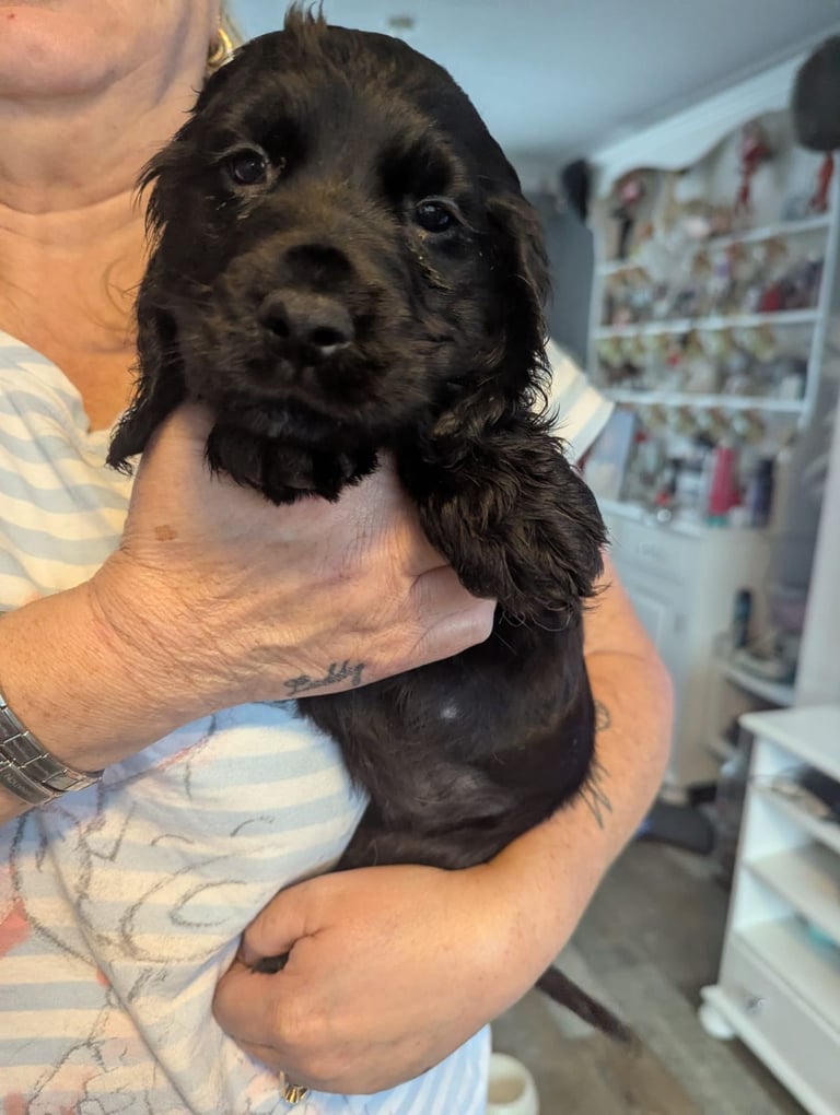× Ready Now × Beautifull Cocker Spaniel Pups 