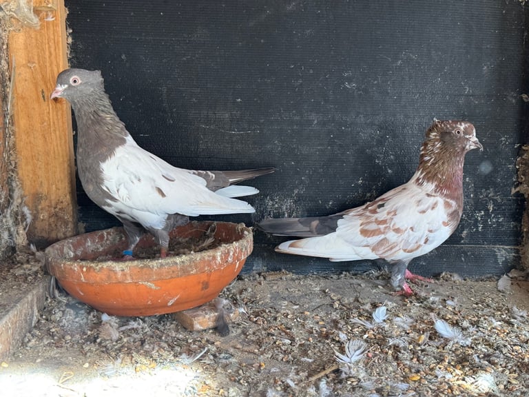 Iranian Pigeons For Sale