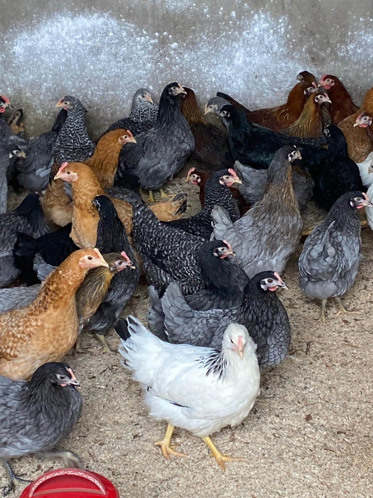 Pullets for sale chickens poultry hens coops arks