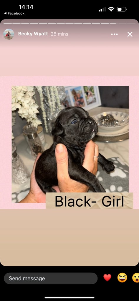 K c Frenchie puppies 