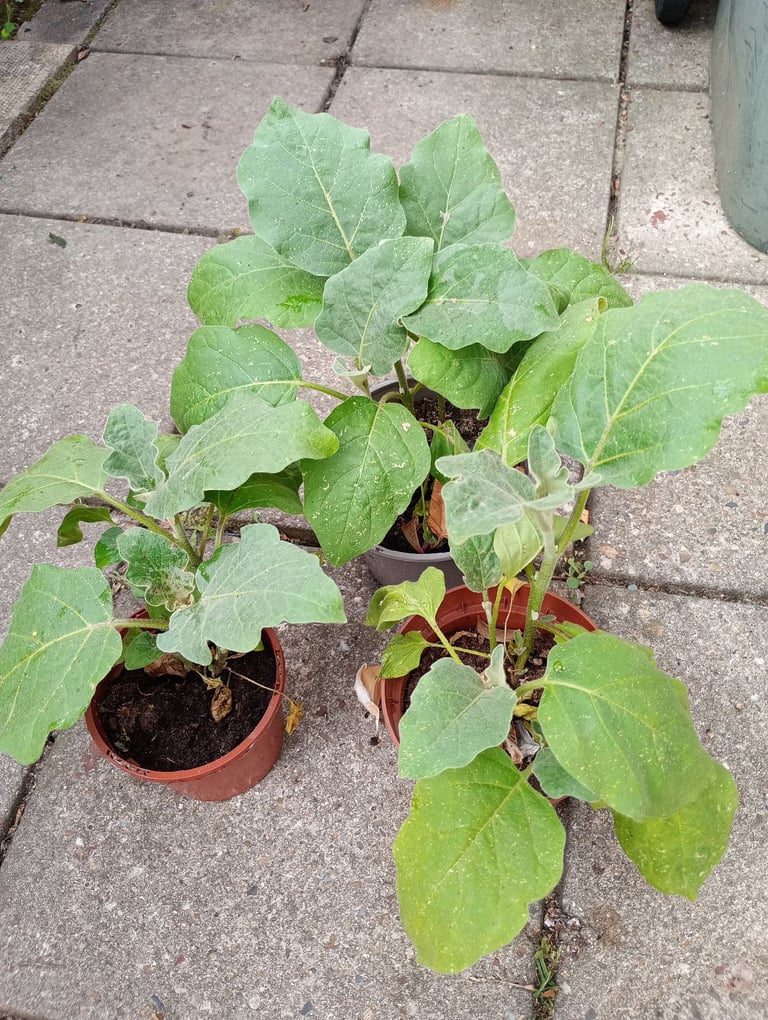 3 Aubergine plants  in same pot 