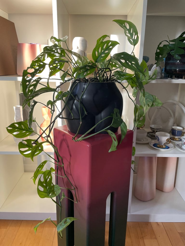 Monkey plants in a ceramic body planter