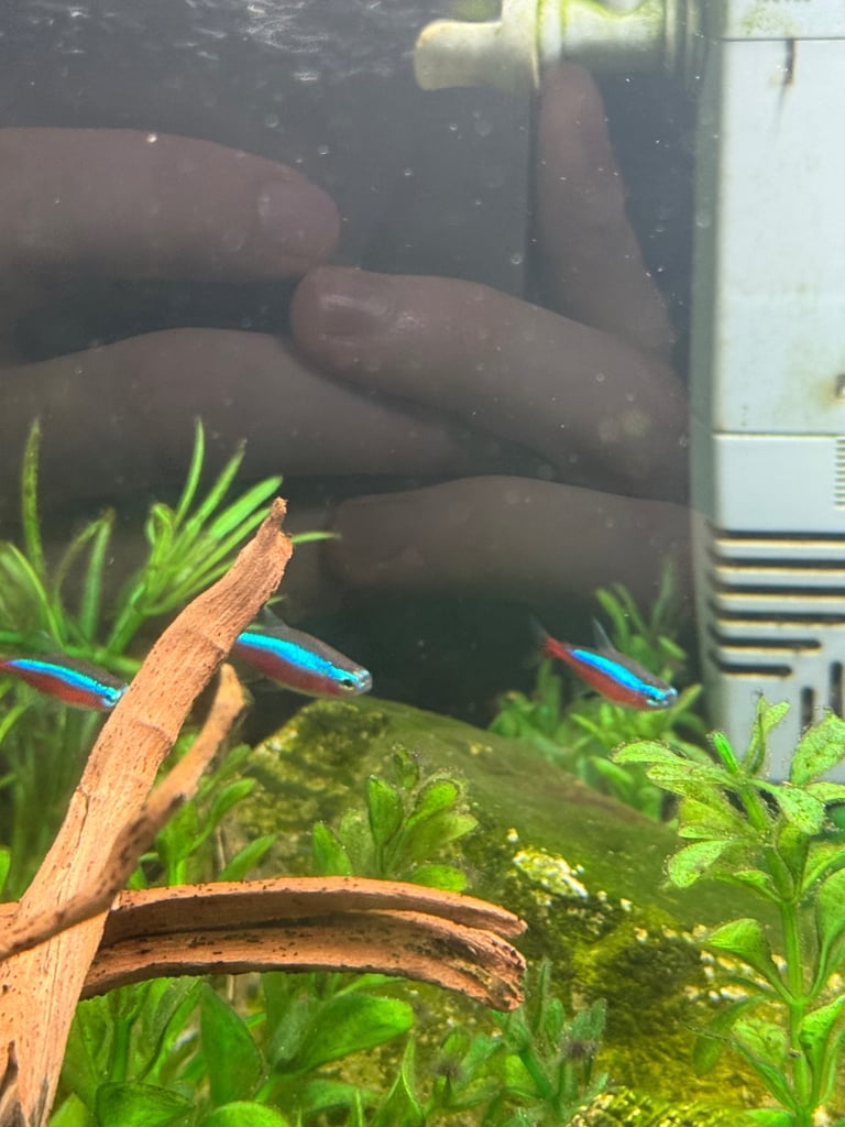Rehome fish + tank and equipment if wanted