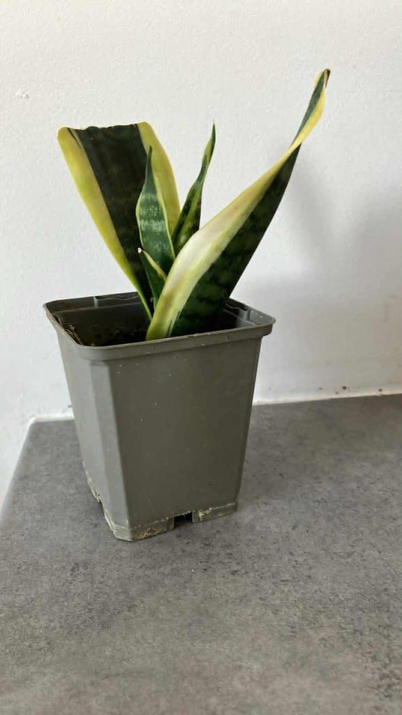 image for Sansevieria/Mother in Law's Tongue Plant