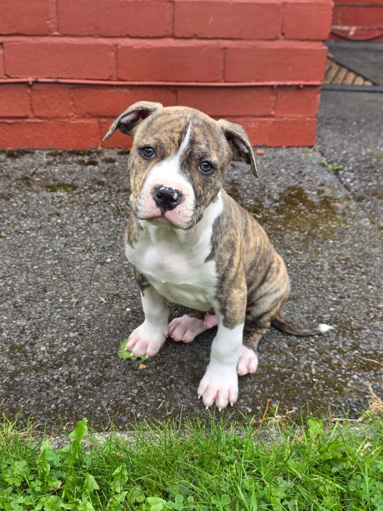 American bulldog puppy boy 