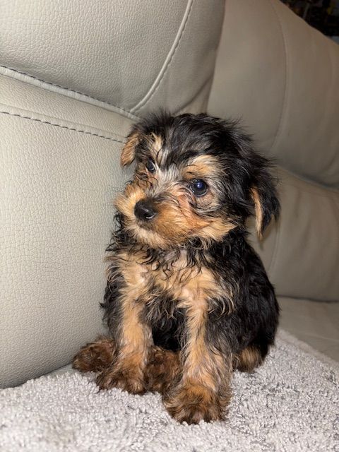 Yorkshire Puppies Yorkshire Toy Olx Yorkshire Terrier For Sale In