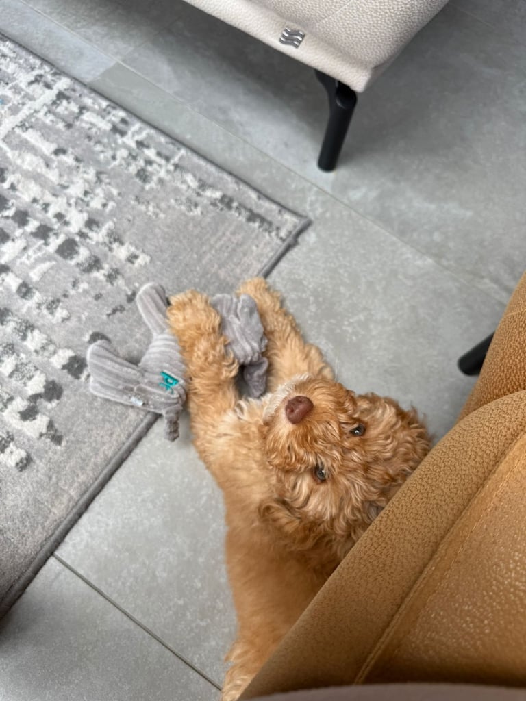 Cockapoo