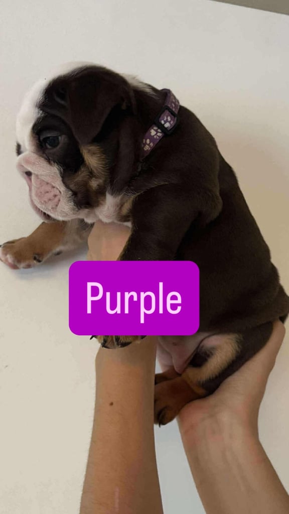 Stunning English Bulldog Puppies 