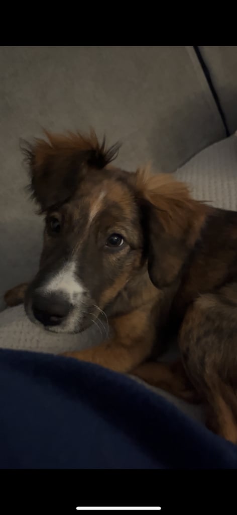 Male puppy cocker spaniel cross border collie