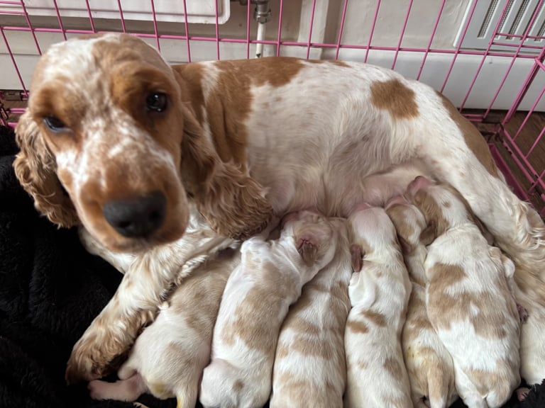 Show Cocker Spaniels 