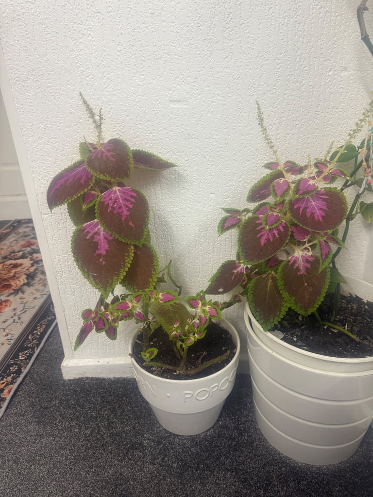 Coleus plant with glass pot 