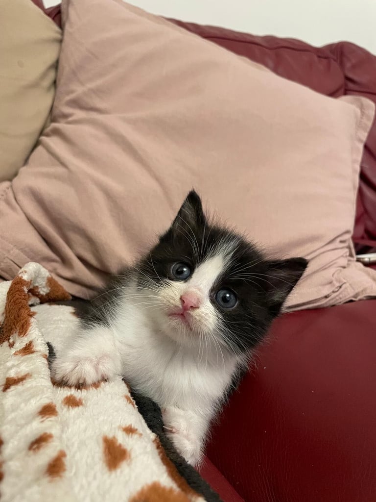 kittens