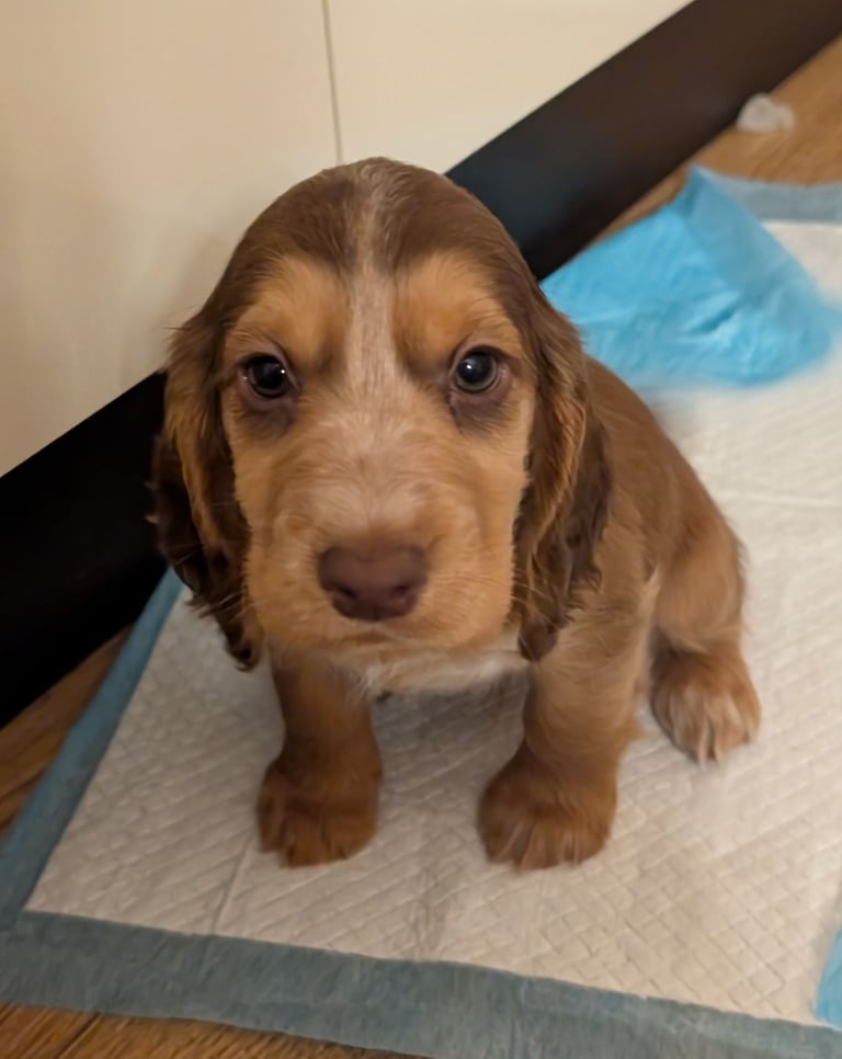 Stunning litter of Cocker Spaniel Puppies