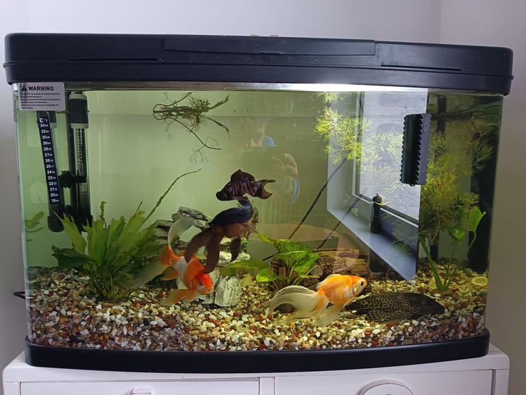 Fish and tank 