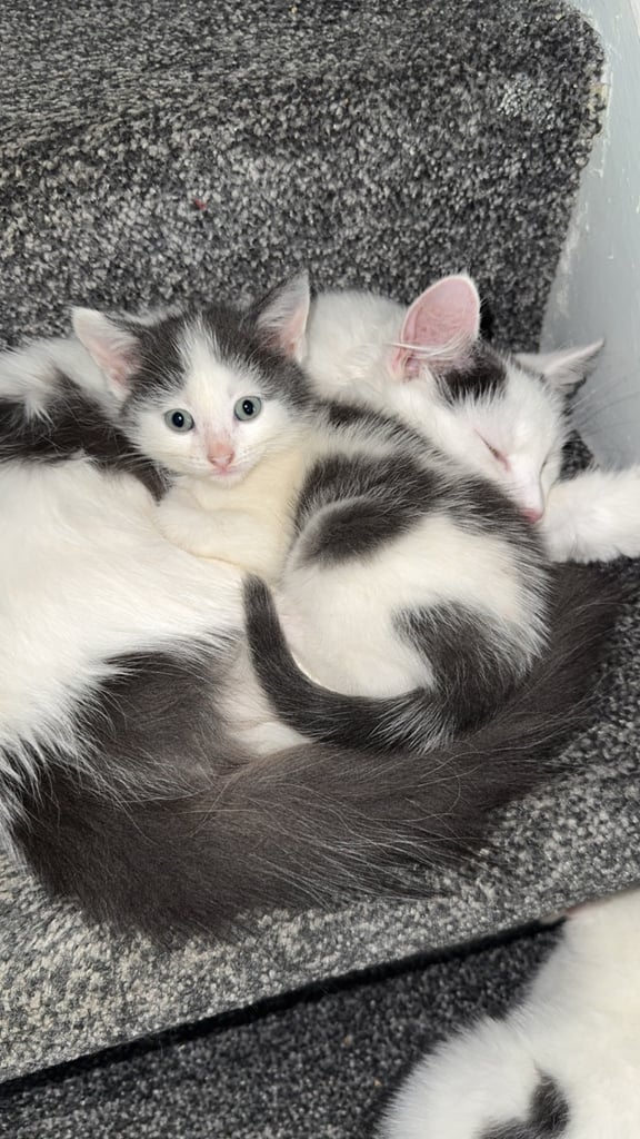 2x male mixed breed kittens for sale 