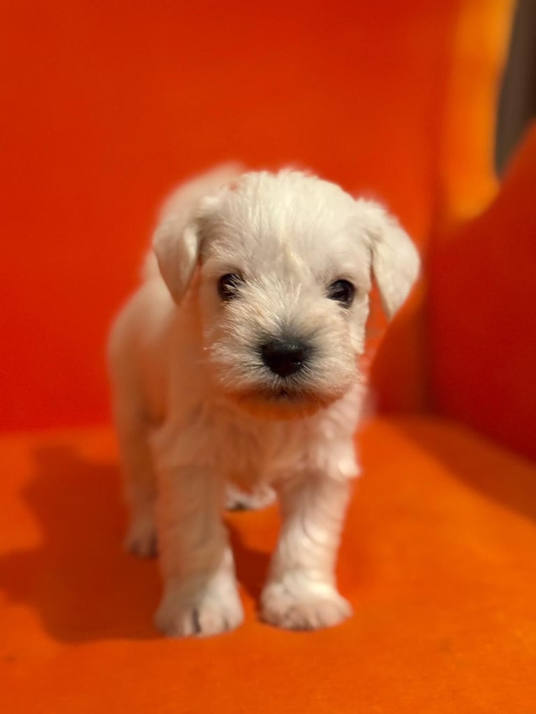 Miniature schnauzer puppies 