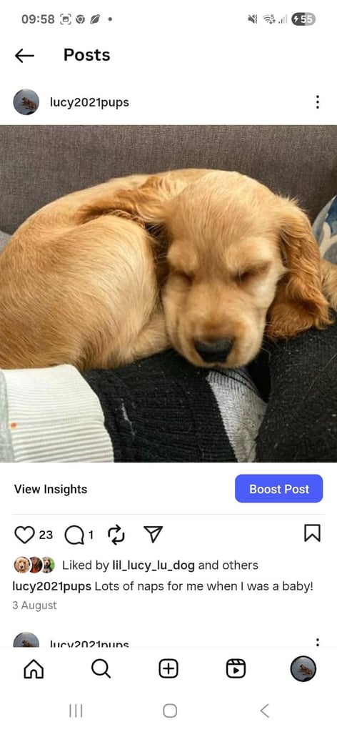 Cocker Spaniel puppies for sale