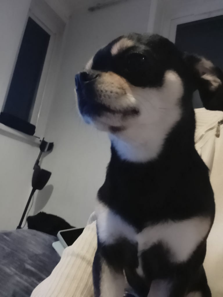Chihuahua 