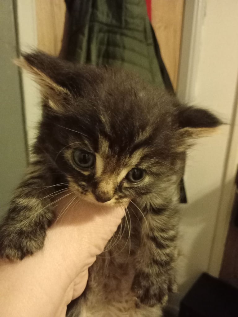 1 tabby boy and grey girl kittens 