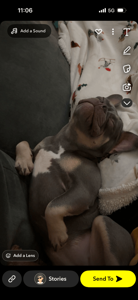 French bulldog for rehome 