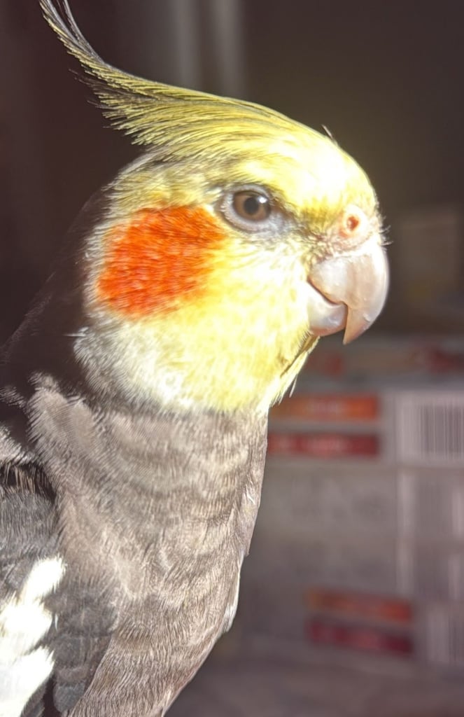 male Cocktiel bird for sale 