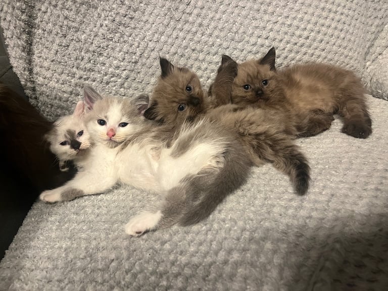 Snowshoe X Birman kittens for sale 