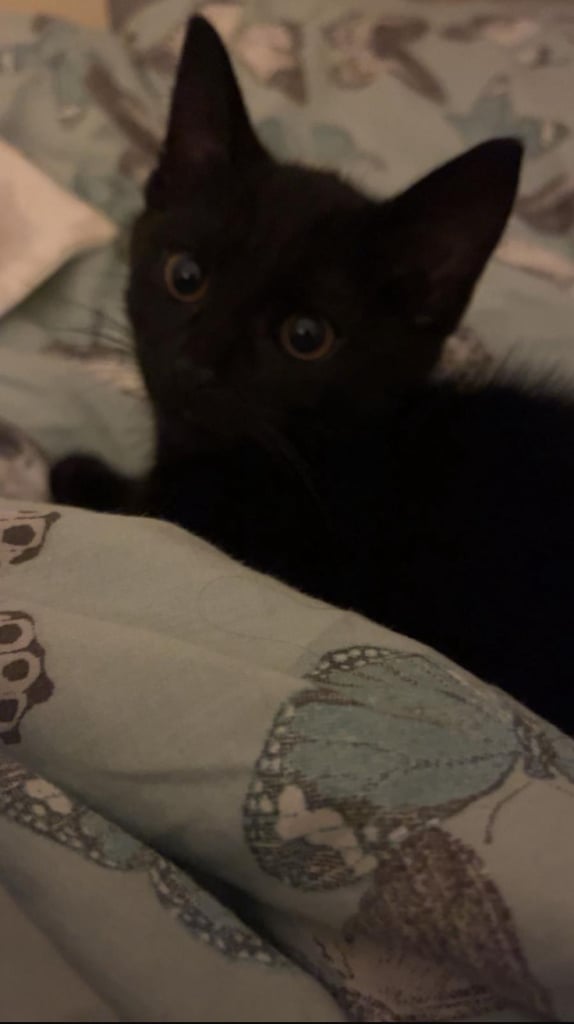 2 beautiful baby boy kittens 💕