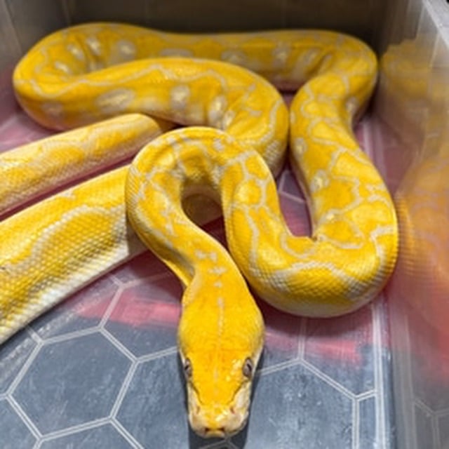 image for Pair of reticulated pythons
