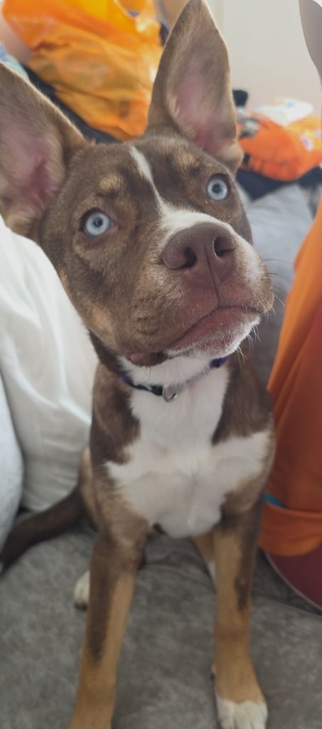 French bulldog cross husky 