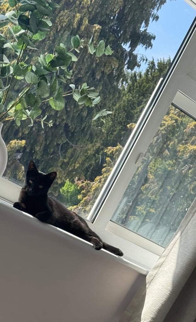 Super friendly 6 month old kitten
