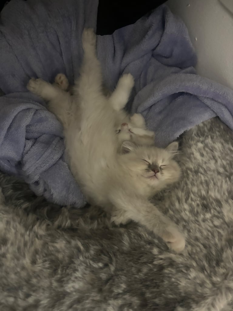ragdoll x persian last boy available 