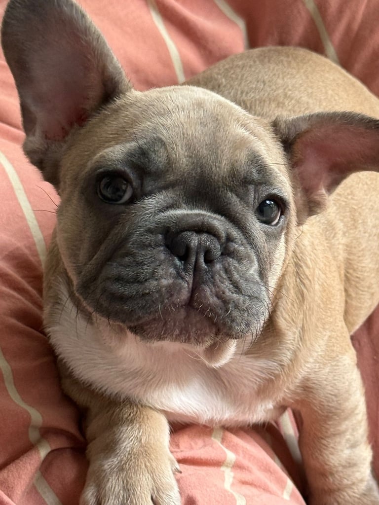 French bulldogs puppies