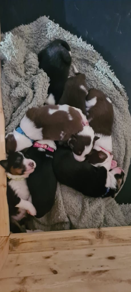 Border collie puppies 🐶 