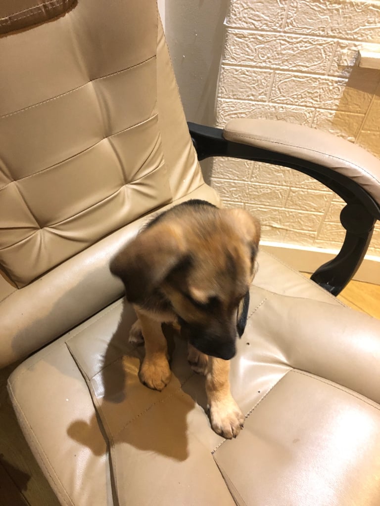 Dog for sale in London 