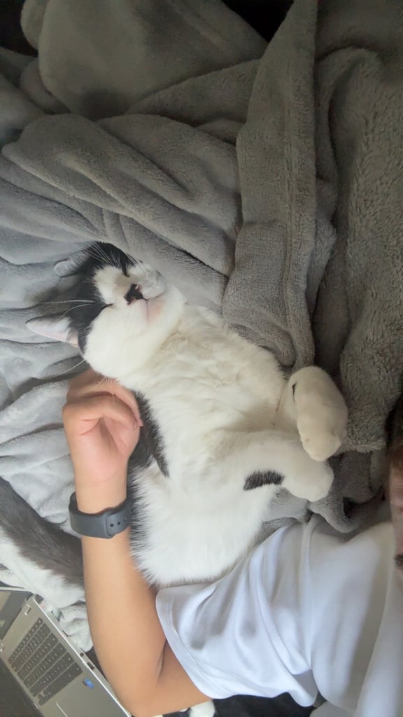 Cat for sale food toys carrier cat tree included 