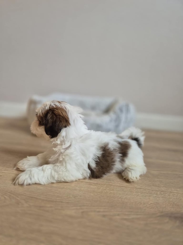 Shihtzu