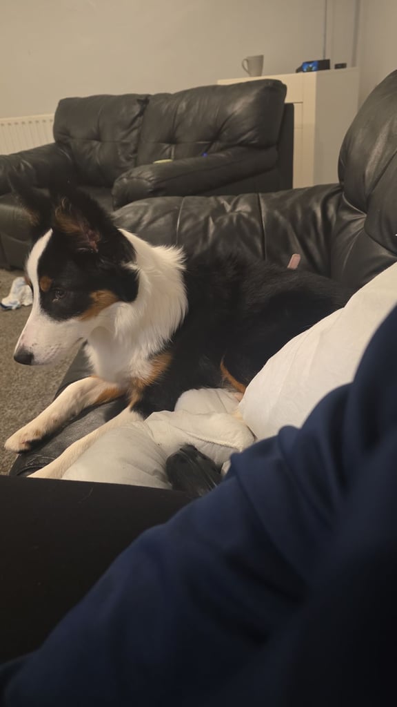 6 month and 1 week old border collie
