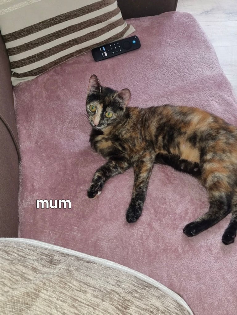 Kittens for sale 