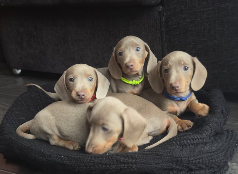 Miniature Dachshund Puppies 