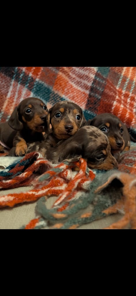 Four beautiful miniature dachshund