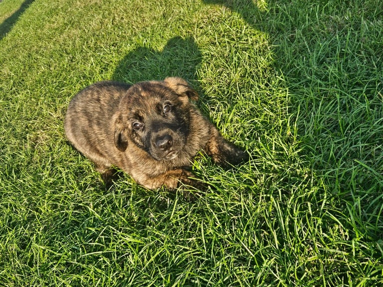 German Shepherd/Cane Corso 