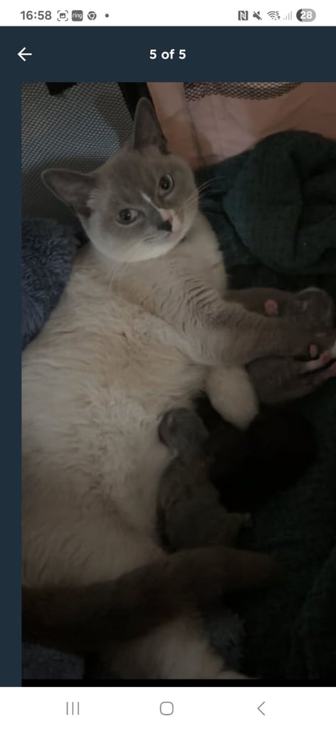 Female kitten british shorthair crossed ragdoll 